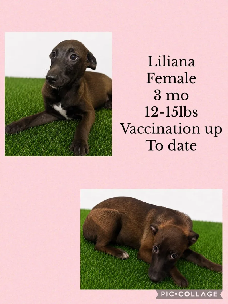 A young small-sized female Mixed Breed dog named Liliana for adoption in San Juan, PR