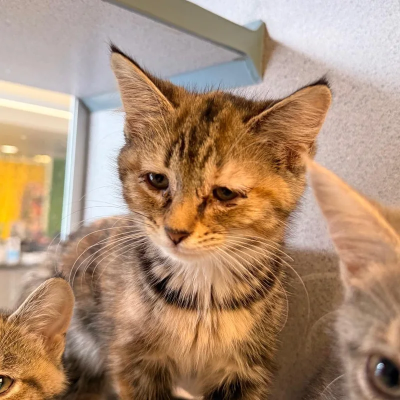 A baby small-sized female Calico Domestic Short Hair cat named West for adoption in Red House, WV