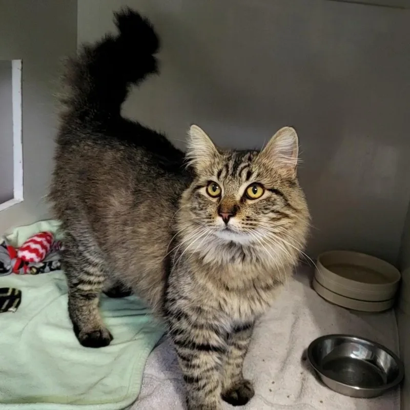 An adult medium-sized male Tabby (Gray / Blue / Silver) Domestic Long Hair cat named Croc for adoption in Hutchinson, MN