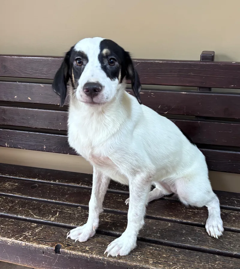 A young medium-sized female Brown / Chocolate Australian Shepherd dog named Beyonce for adoption in Watertown, CT