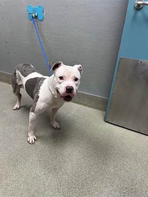 An adult large-sized male Pit Bull Terrier dog named Octopus for adoption in Las Vegas, NV