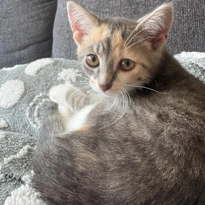A baby medium-sized female Dilute Calico Domestic Short Hair cat named Mosaic for adoption in Fenton, MI