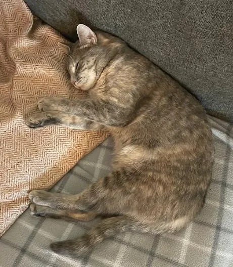 An adult medium-sized female Dilute Tortoiseshell Domestic Short Hair cat named Weeble The Wobbly Cat for adoption in Indianapolis, IN