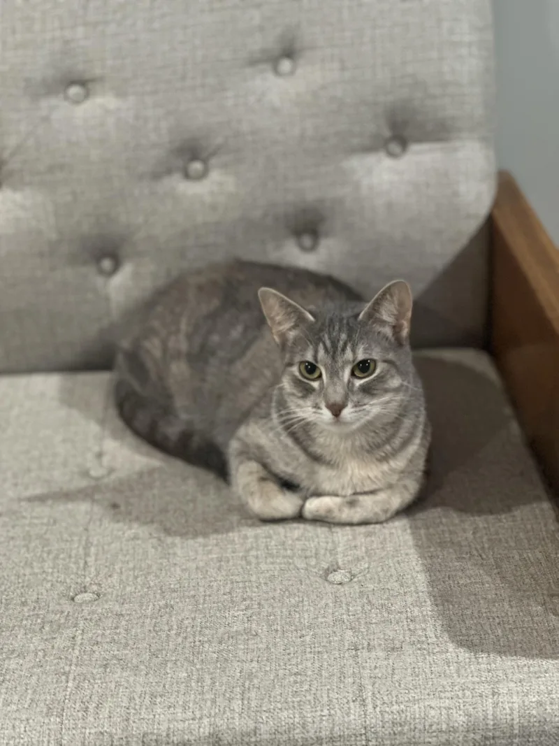 Weeble The Wobbly Cat thumbnail 3