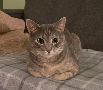 Weeble The Wobbly Cat thumbnail 4