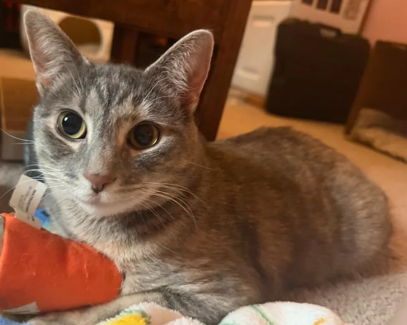 Weeble The Wobbly Cat thumbnail 6