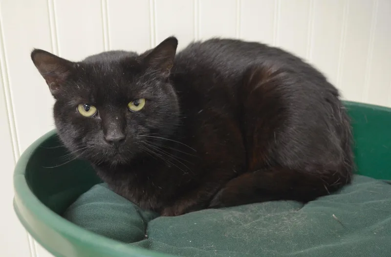 A young medium-sized male Domestic Short Hair cat named Rugby for adoption in Westbrook, CT