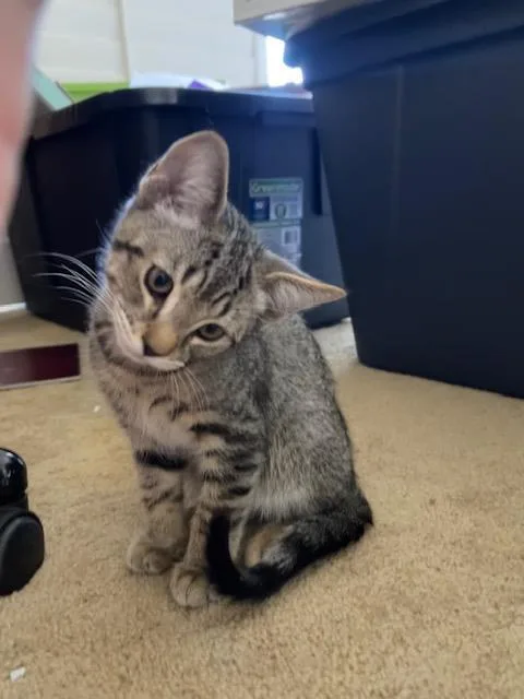 A baby small-sized male Domestic Short Hair cat named Tiger for adoption in Tustin, CA