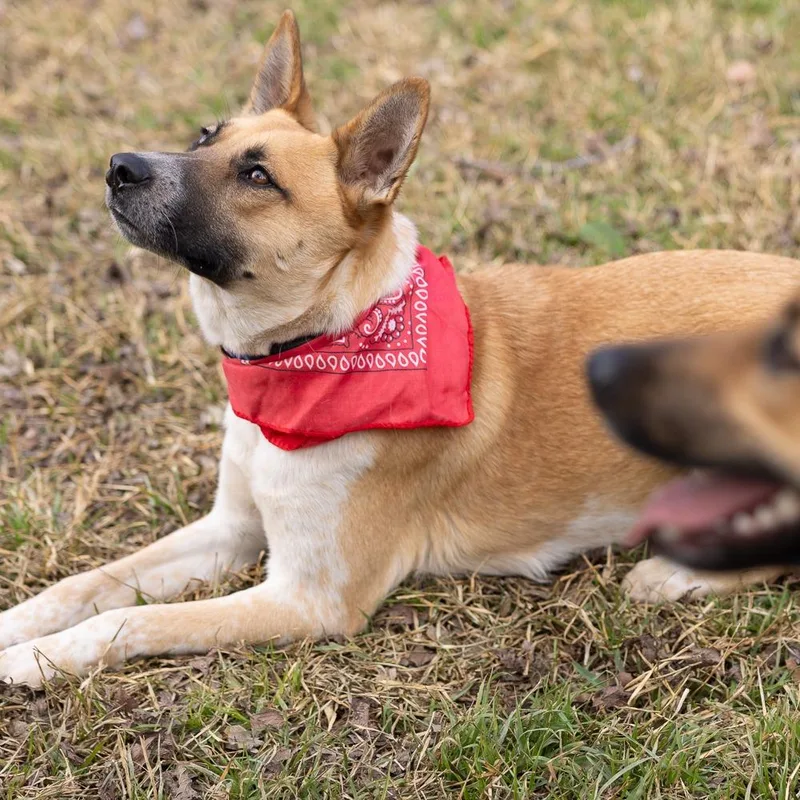 Red Bull thumbnail 3