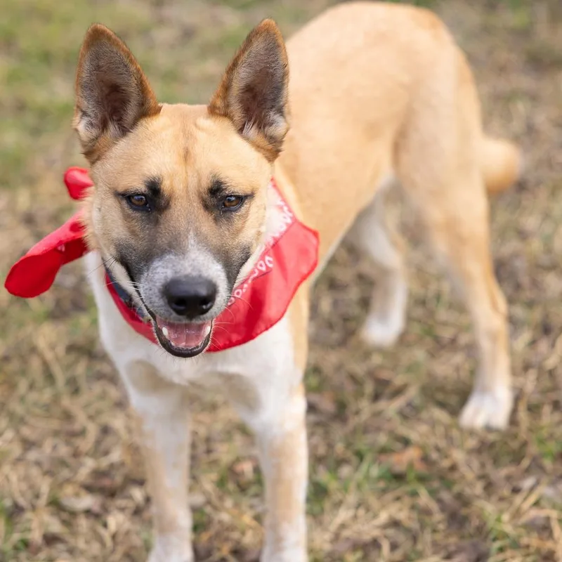 Red Bull thumbnail 4