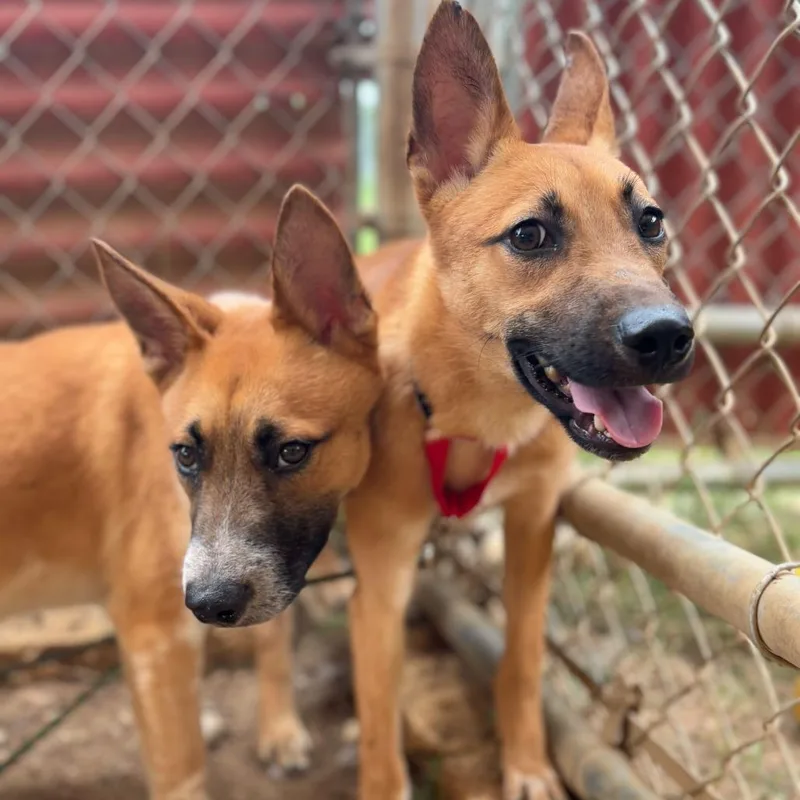 Red Bull thumbnail 5