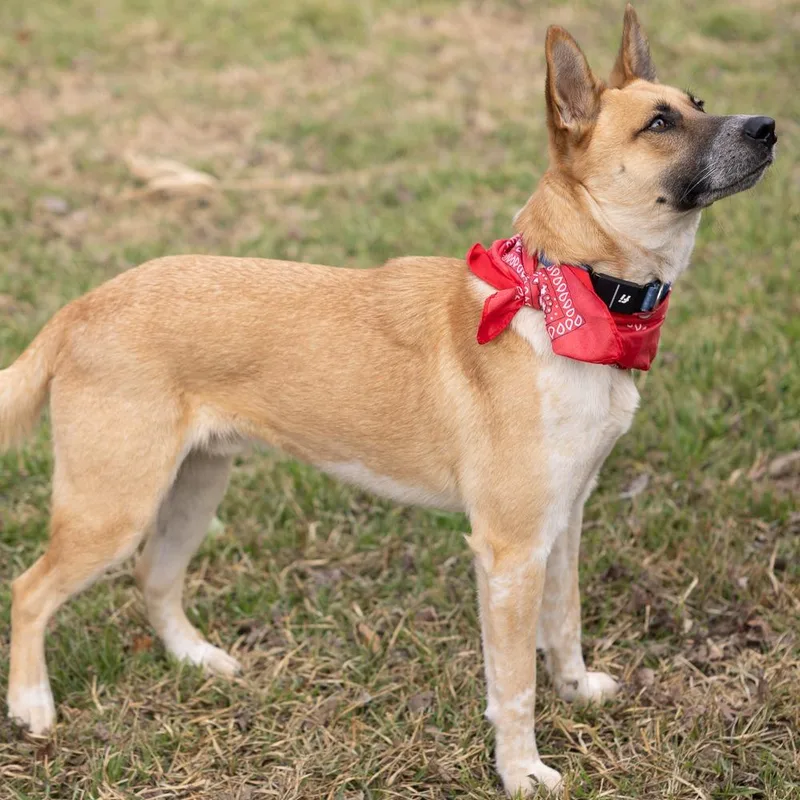 Red Bull thumbnail 6