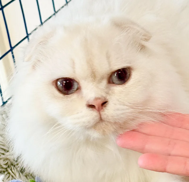 A young medium-sized male White Scottish Fold cat named Baby Leo for adoption in Davis, CA