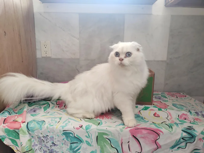 Baby Leo thumbnail 2