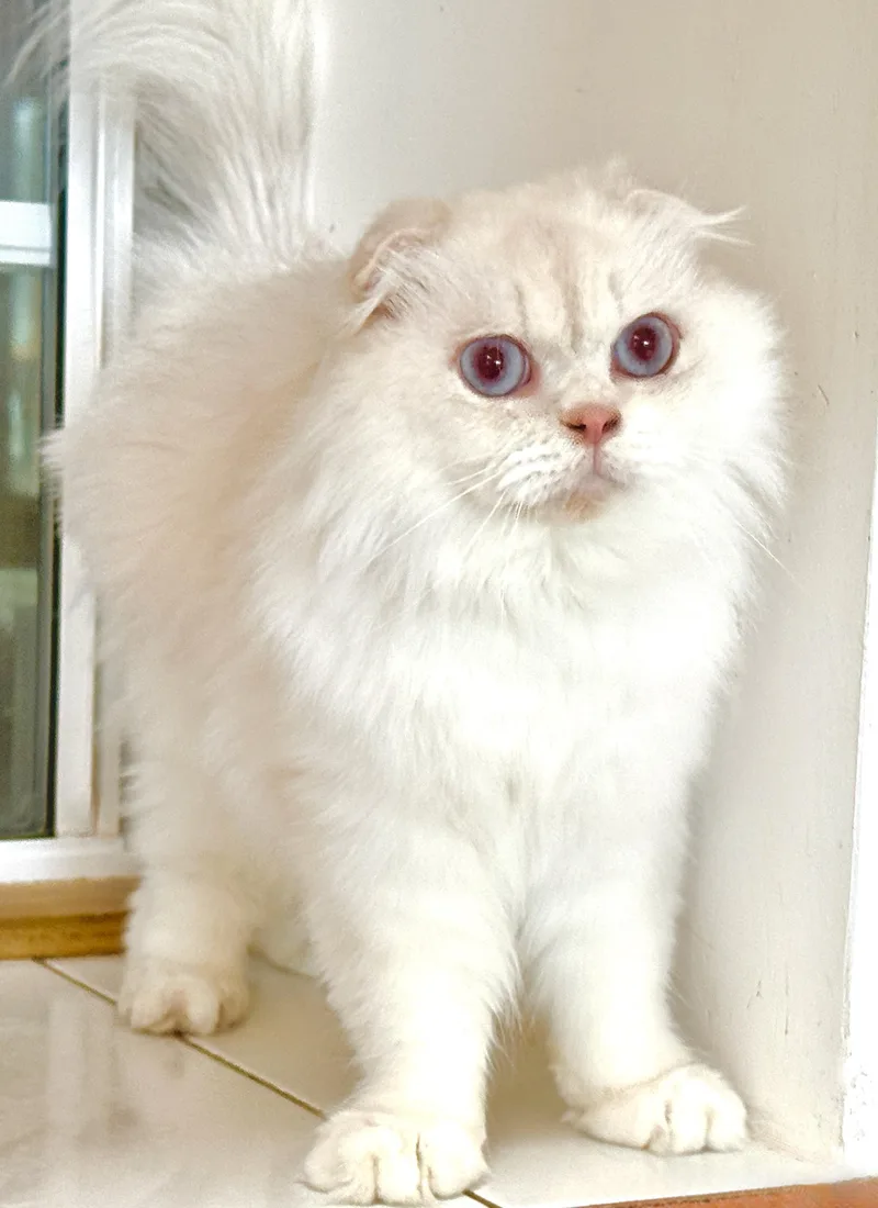 Baby Leo thumbnail 3