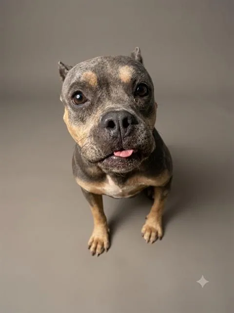 An adult medium-sized female Mixed Breed dog named Valley for adoption in Jacksonville, FL