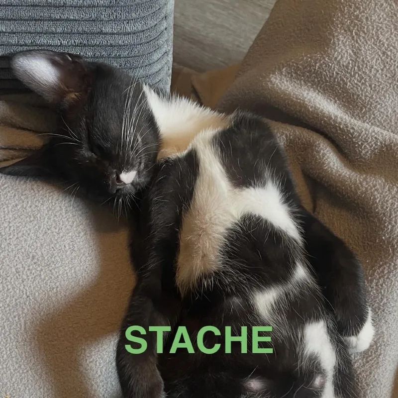 Stache