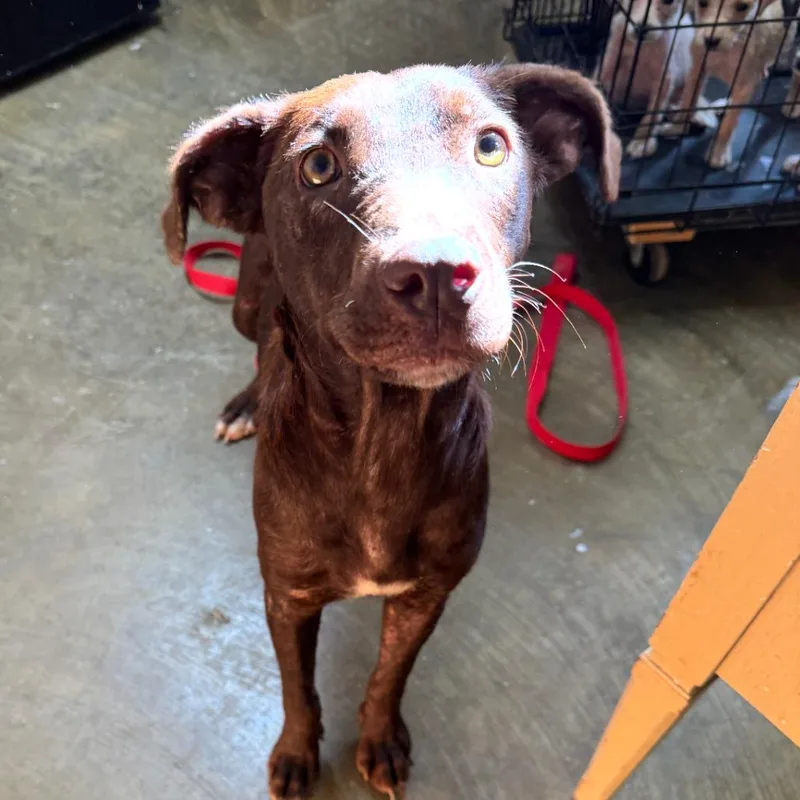 An adult medium-sized female Brown / Chocolate Mixed Breed dog named Reba for adoption in Corinth, MS