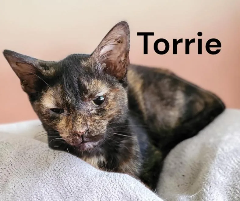 A baby medium-sized female Tortoiseshell cat named Torrie for adoption in Weems, VA