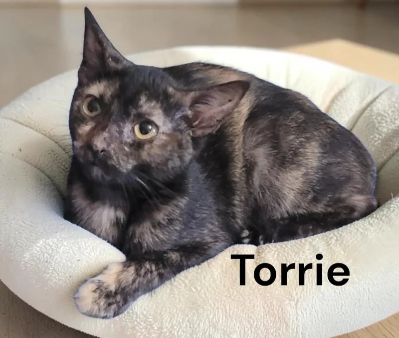 Torrie thumbnail 2