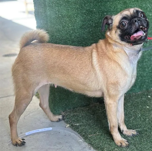 A young small-sized female Pug dog named Bubbles for adoption in Lancaster, CA