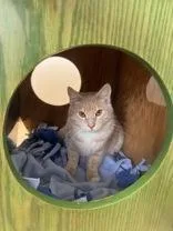 An adult medium-sized male Buff / Tan / Fawn Domestic Short Hair cat named Churro for adoption in Potsdam, NY
