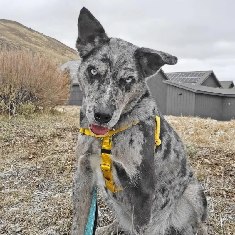 An adult medium-sized male Gray / Blue / Silver Mixed Breed dog named Leroy for adoption in Hailey, ID