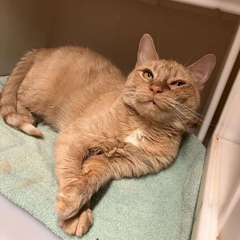 An adult medium-sized female Orange / Red Domestic Short Hair cat named Mila for adoption in Salisbury, MA