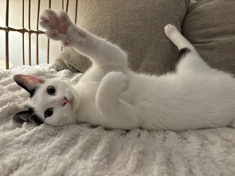 Marshmallow thumbnail 2