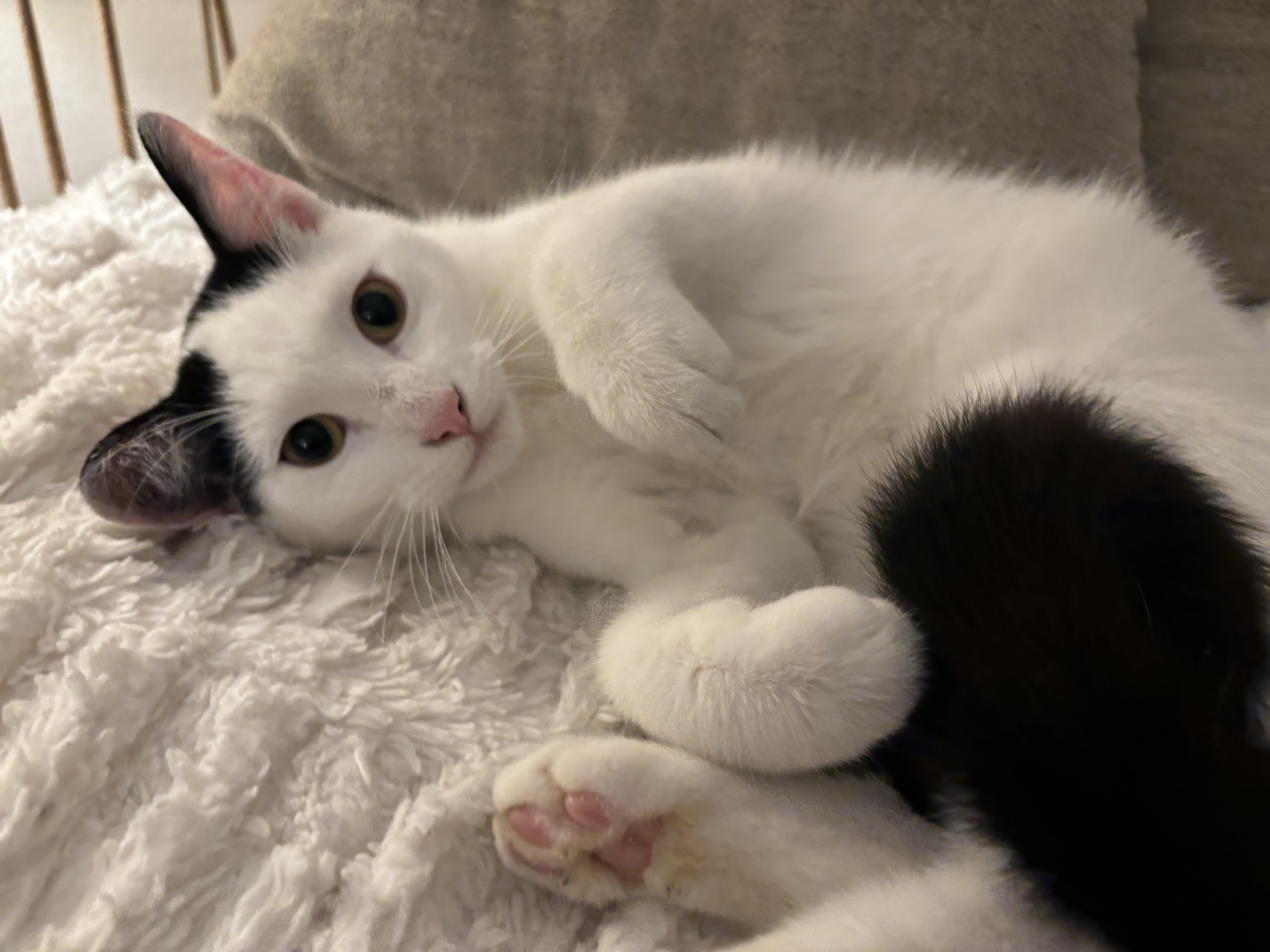 Marshmallow thumbnail 4