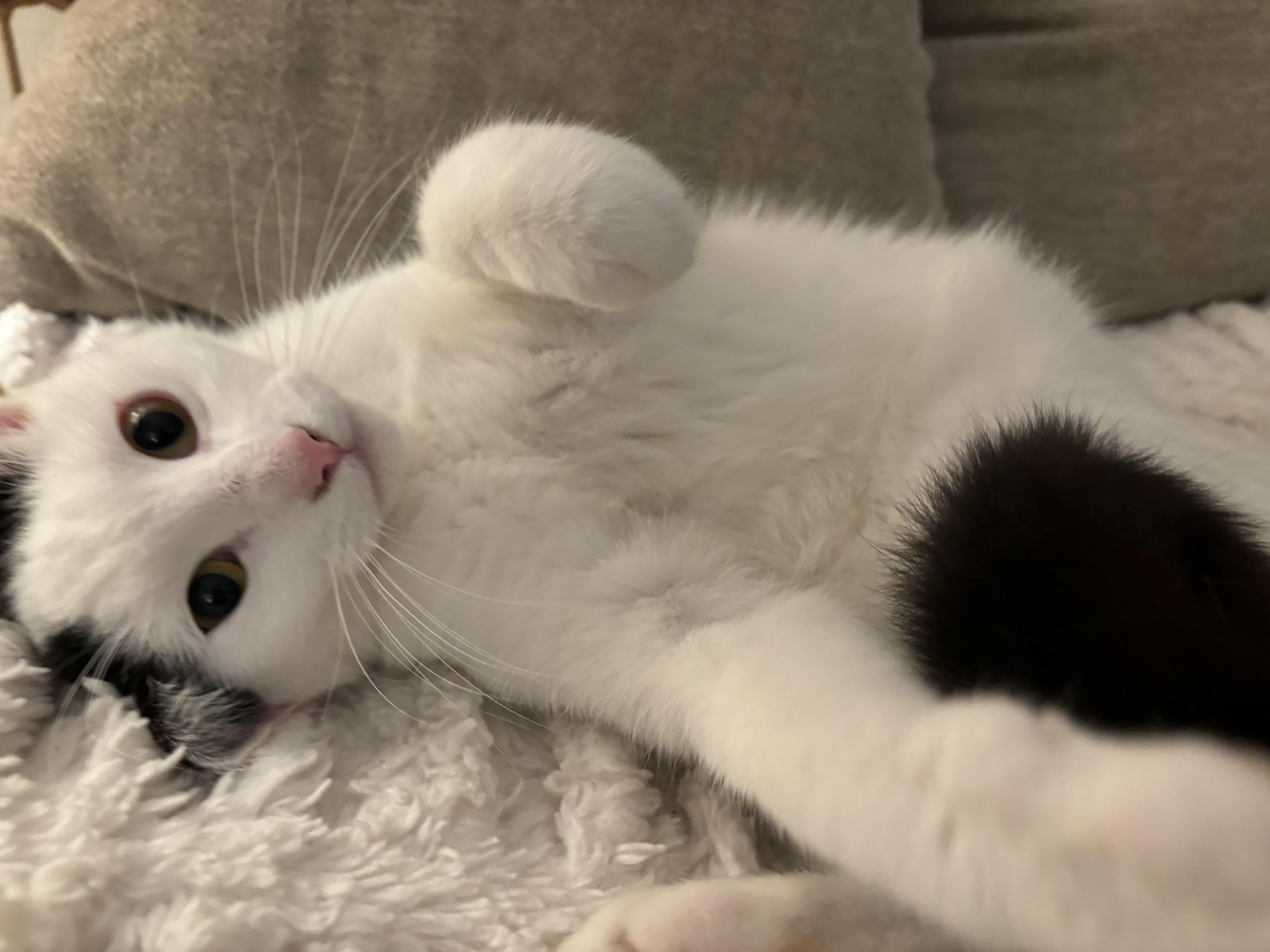 Marshmallow thumbnail 5