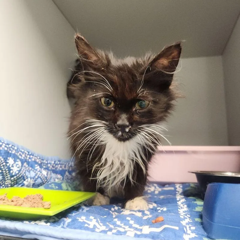 An adult small-sized female Black Domestic Long Hair cat named Ocean for adoption in Kingman, AZ