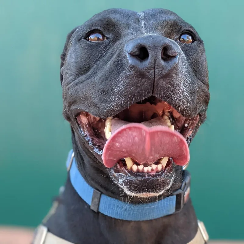 A senior medium-sized male Black American Staffordshire Terrier dog named Boba for adoption in Branford, CT