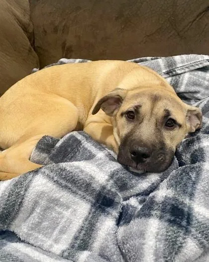 A baby large-sized female Cane Corso dog named Esme for adoption in Malvern, PA