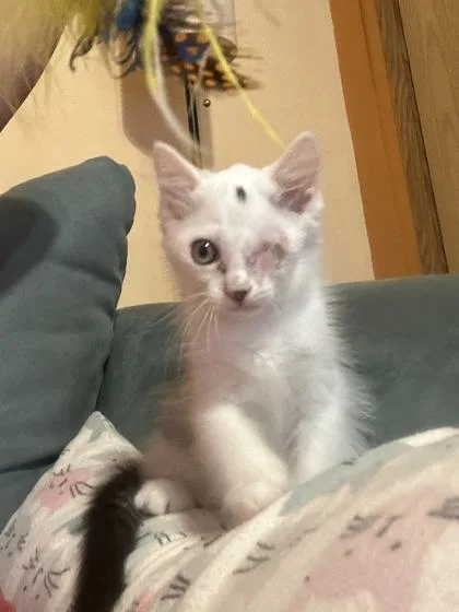 A baby small-sized male Domestic Long Hair cat named Mischief fka Clark Kent for adoption in West Chester, PA