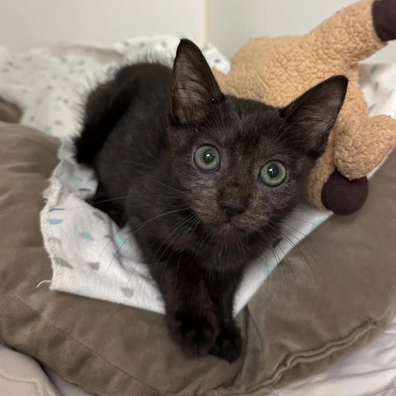 A baby small-sized female Black Domestic Short Hair cat named Boba for adoption in West Palm Beach, FL