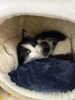 An adult large-sized female Domestic Long Hair cat named Frida for adoption in Tinley Park, IL