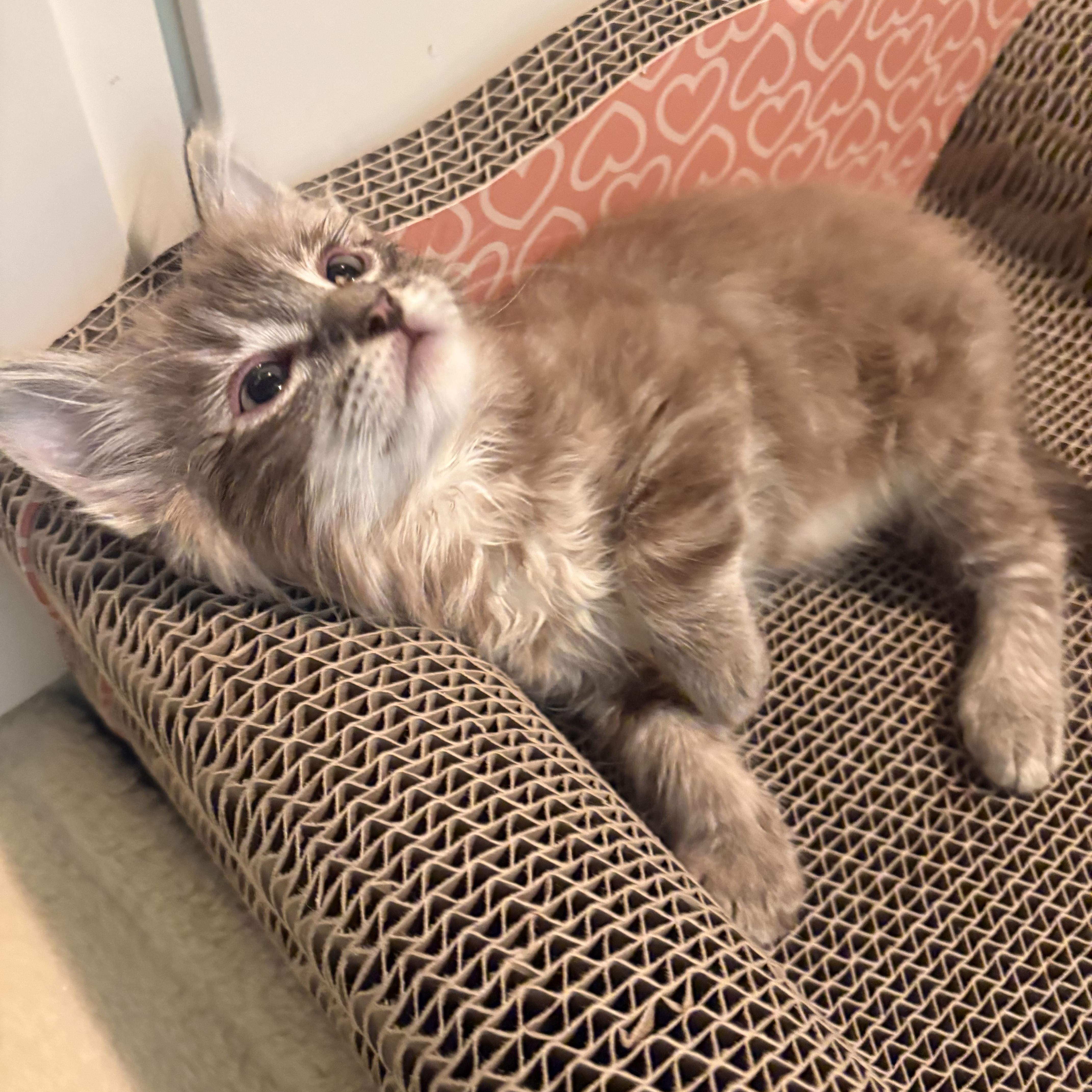 A baby medium-sized male Brown / Chocolate Domestic Medium Hair cat named Blue for adoption in Woodinville, WA