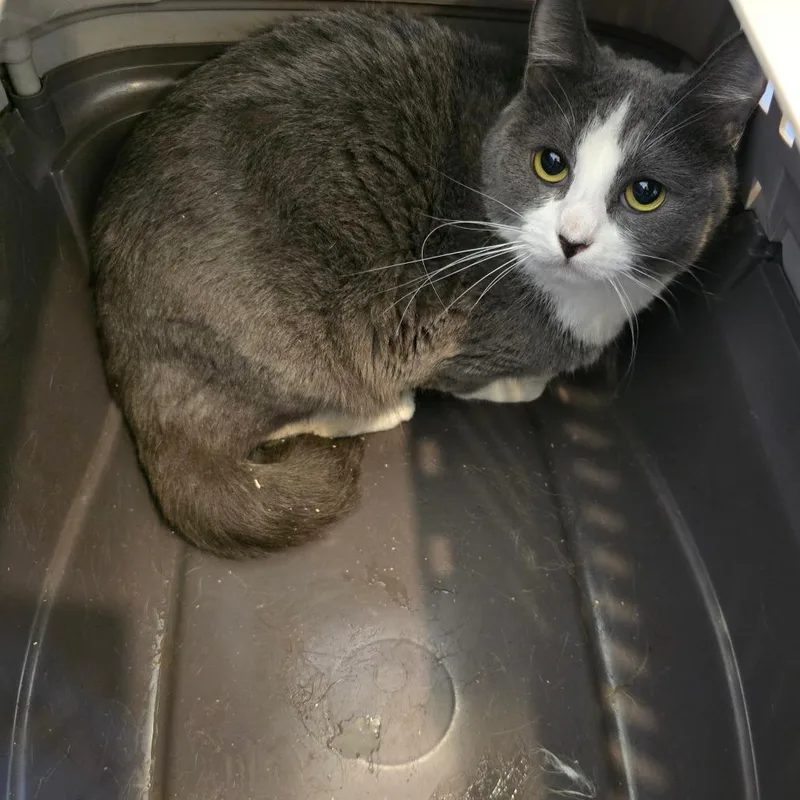 An adult medium-sized female Gray / Blue / Silver American Shorthair cat named Ramee for adoption in Klamath Falls, OR