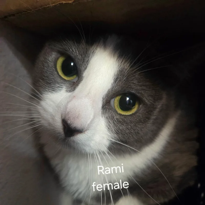 Ramee thumbnail 2