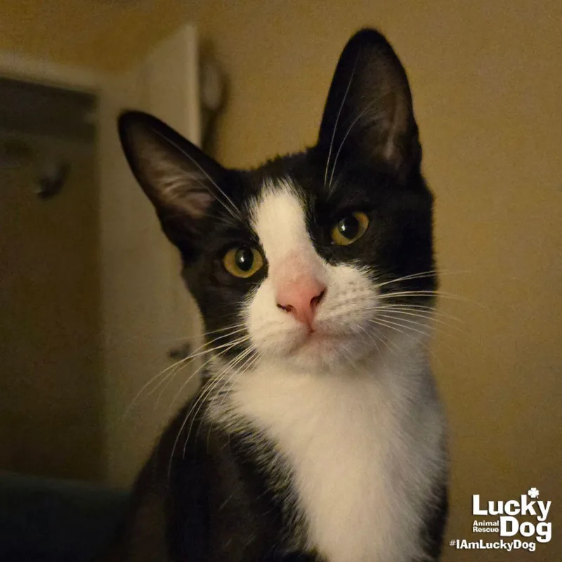 A baby medium-sized male Domestic Short Hair cat named Sagan for adoption in Washington, DC