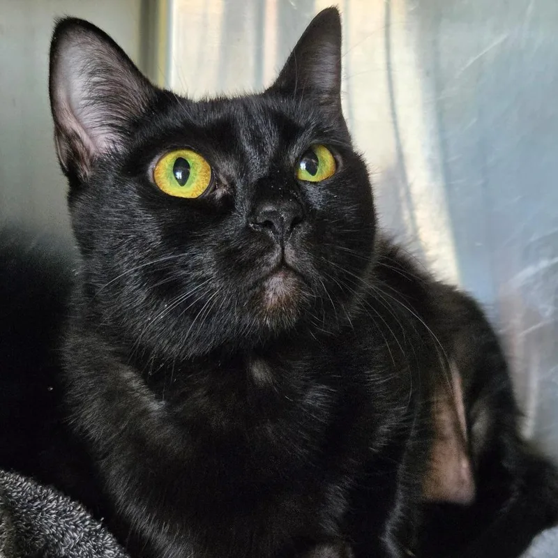 An adult medium-sized female Black Domestic Short Hair cat named Polly Pawket for adoption in Asheville, NC