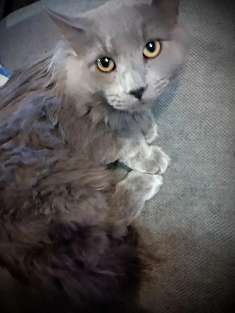 A young medium-sized male Russian Blue cat named Picasso for adoption in Piedmont, MO