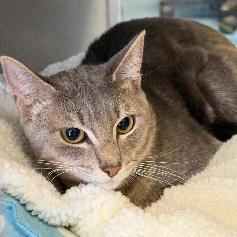 An adult medium-sized male Gray / Blue / Silver Domestic Short Hair cat named Sammy for adoption in Huntsville, AL