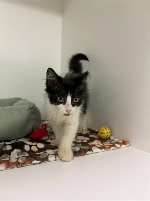A baby medium-sized female Domestic Medium Hair cat named Queenie for adoption in Sugar Land, TX