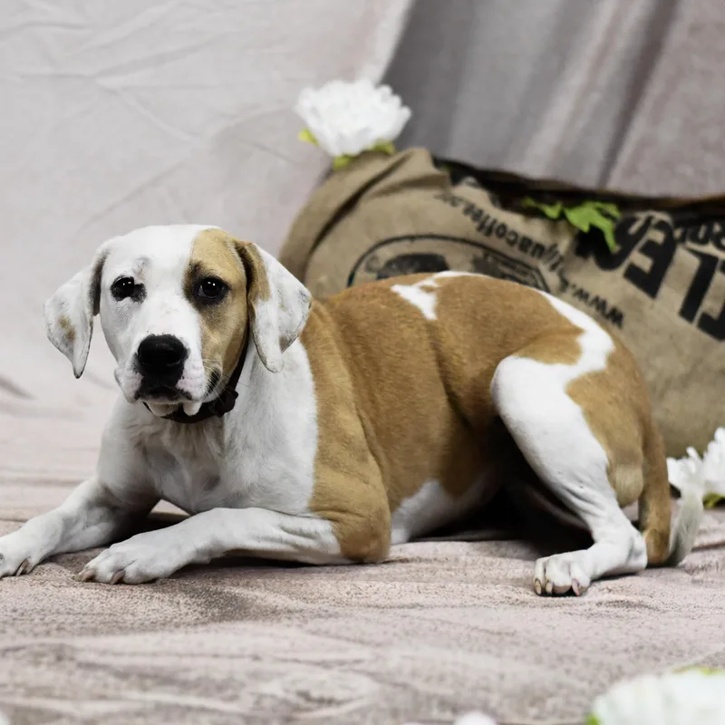 An adult medium-sized female Golden Mixed Breed dog named Jessica for adoption in Defuniak Springs, FL