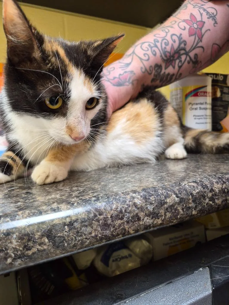 A young small-sized female Domestic Short Hair cat named Cali Boo for adoption in Crossville, TN