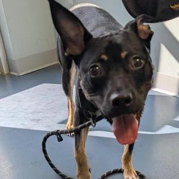 An adult medium-sized male Black Mixed Breed dog named Jesse for adoption in Greensboro, NC