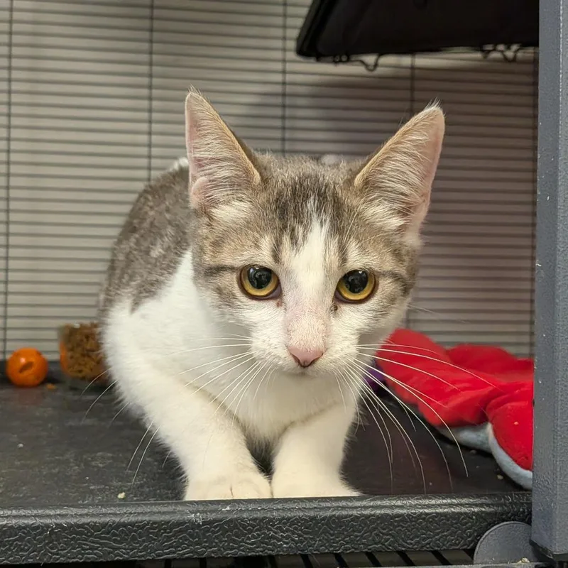 A baby small-sized female Brown / Chocolate Domestic Short Hair cat named Tortilla for adoption in Hannibal, MO
