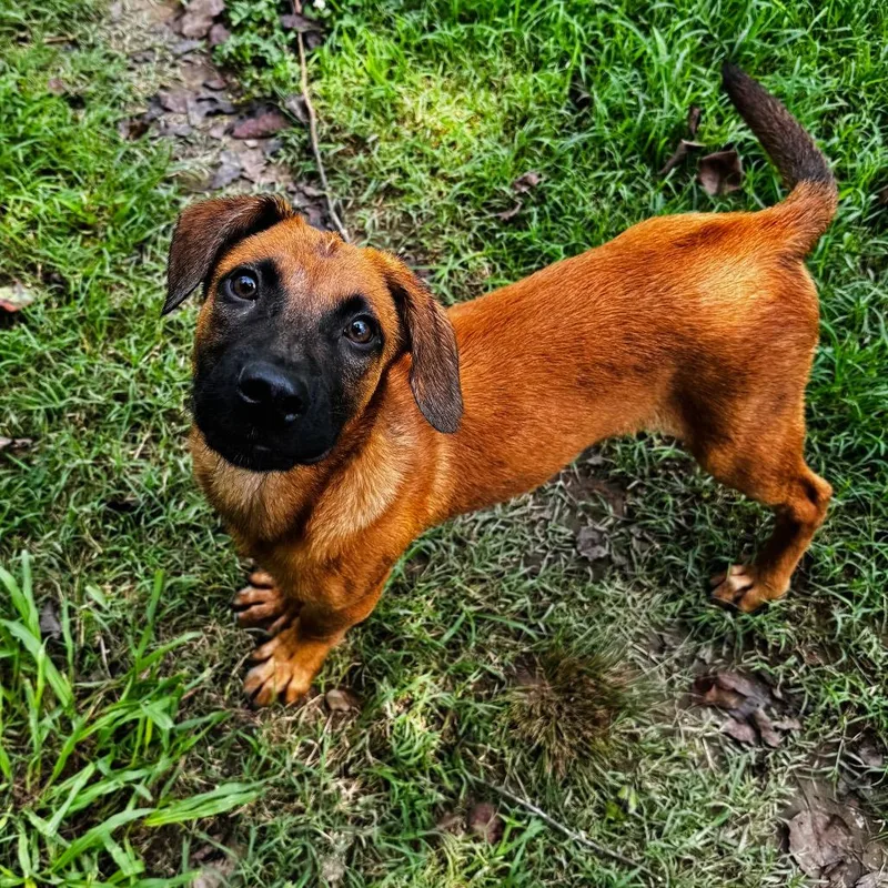 A baby medium-sized male Yellow / Tan / Blond / Fawn Shepherd dog named Bubba for adoption in Brownsboro, AL